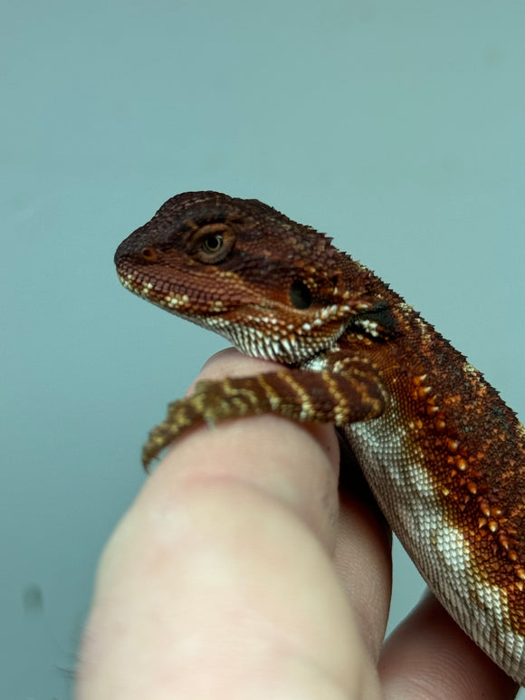 RM350 female, 100% Red Monster, het hypo