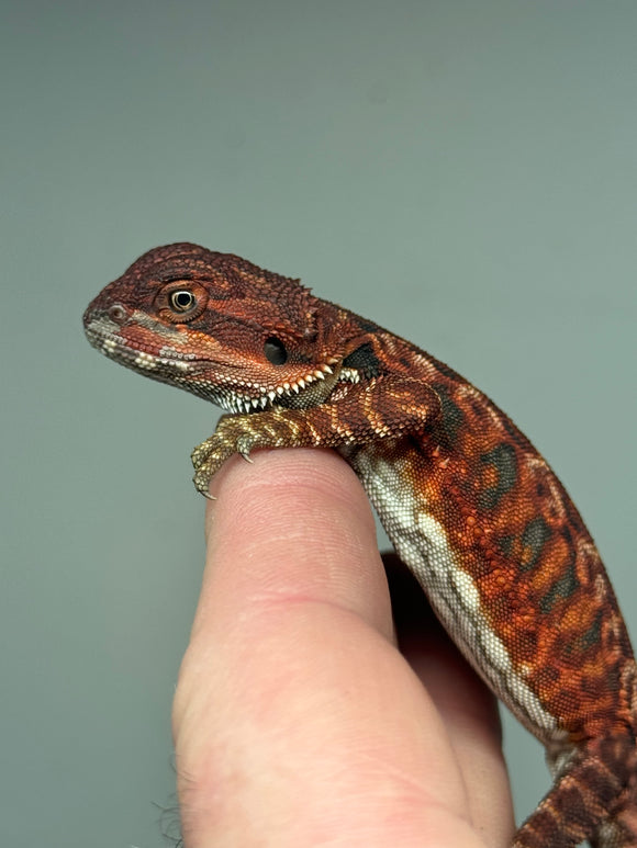 RM351 male, 100% Red Monster, het hypo, leatherback