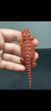 RM715, female, 50% Red Monster, possible het hypo