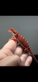 RM715, female, 50% Red Monster, possible het hypo