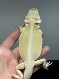 #1321, female, hypo, leatherback, Witblits, possible het zero/trans