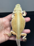 #1306; female, hypo, trans, Witblits, possible het Zero