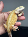 #1306; female, hypo, trans, Witblits, possible het Zero
