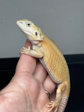 #1306; female, hypo, trans, Witblits, possible het Zero