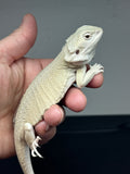 #1328, female, hypo, leatherback, Witblits, poss het zero/trans