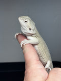 #1328, female, hypo, leatherback, Witblits, poss het zero/trans
