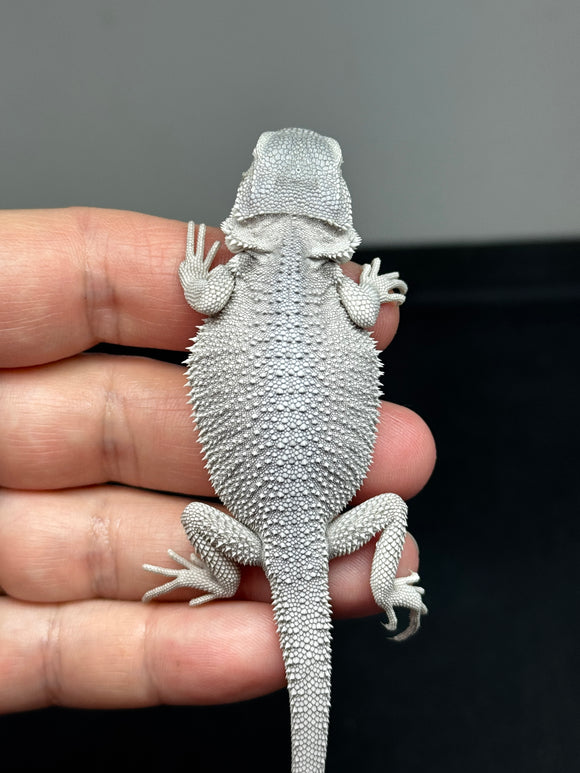 #1367, male, hypo, zero, possible het wits/trans