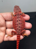 RM718, male, 50% Red Monster, possible het hypo
