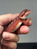 RM718, male, 50% Red Monster, possible het hypo