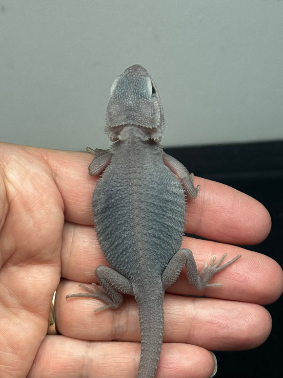 #1372, male, hypo, trans, zero, possible het wits