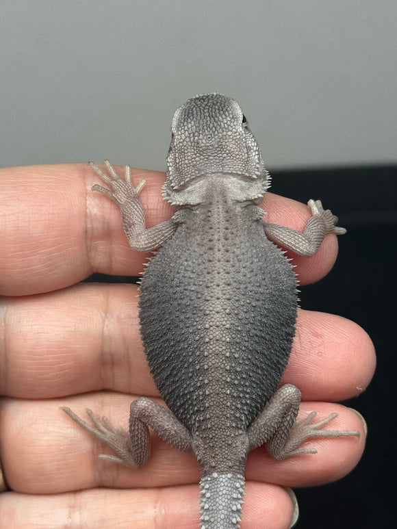 #1373, female, hypo, trans, zero, possible het wits