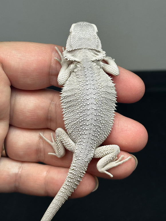 #1374, male, hypo, Zero, possible het wits/trans