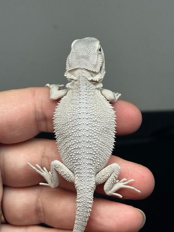 #1375, female, hypo, Zero, possible het wits/trans