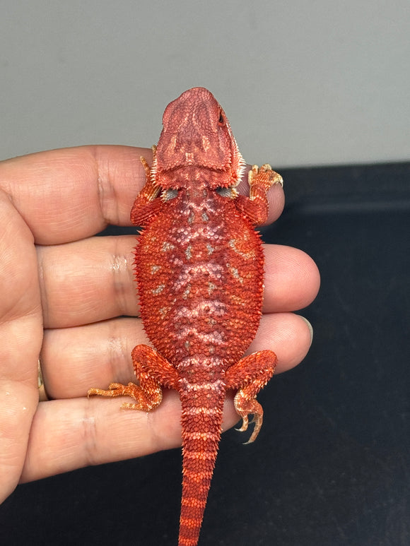 RM720, male, hypo, blue bar, 50% Red Monster