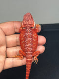 RM720, male, hypo, blue bar, 50% Red Monster