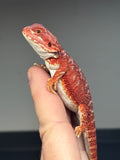 RM720, male, hypo, blue bar, 50% Red Monster