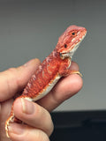 RM720, male, hypo, blue bar, 50% Red Monster