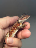 RM721; female, 50% Red Monster, 50% possible het albino, possible het hypo
