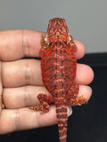 RM722, male, 50% Red Monster, possible het hypo