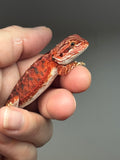 RM722, male, 50% Red Monster, possible het hypo