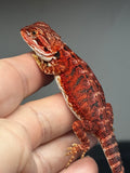 RM722, male, 50% Red Monster, possible het hypo