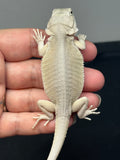 #1379, female, hypo, leatherback, Witblits, possible het zero