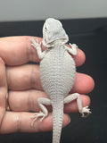 #1381; male, hypo, Zero, poss het trans/wits