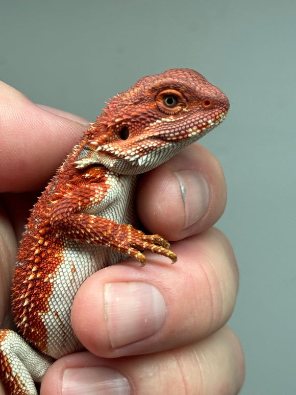 RM372 male, 100% Red Monster, hypo