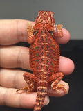 RM726; female, 50% Red Monster, possible het hypo