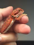 RM726; female, 50% Red Monster, possible het hypo