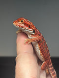 RM726; female, 50% Red Monster, possible het hypo
