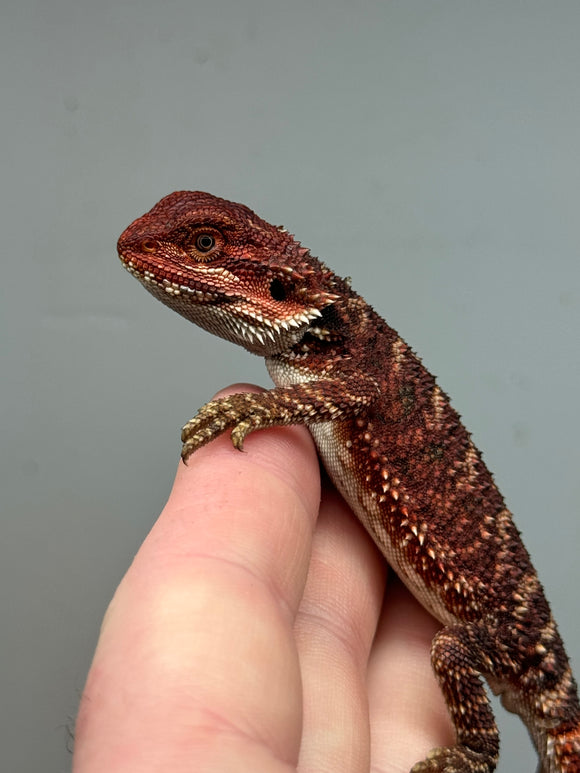 RM380 male, 100% red monster, het hypo