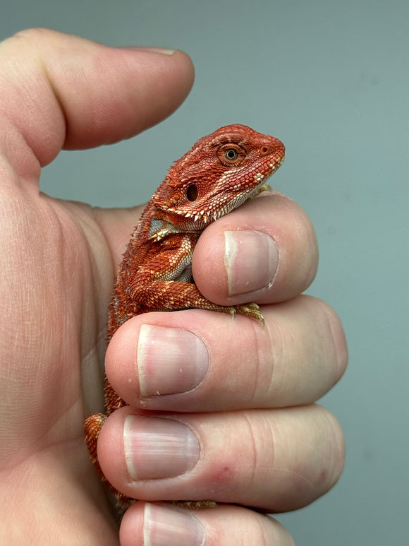 RM383 male 100% Red Monster, hypo