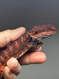 RM647; male, 100% Red Monster, possible het hypo