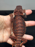 RM647; male, 100% Red Monster, possible het hypo