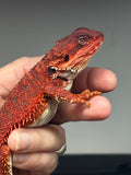 RM650; male, 100% Red Monster, het hypo