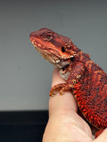RM650; male, 100% Red Monster, het hypo
