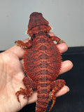 RM650; male, 100% Red Monster, het hypo