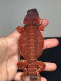 RM651, male, 100% Red Monster, het hypo