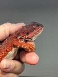 RM651, male, 100% Red Monster, het hypo