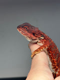 RM651, male, 100% Red Monster, het hypo