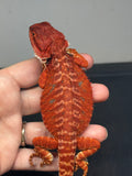 RM660, female, leatherback, 100% Red Monster, het hypo