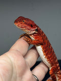 RM660, female, leatherback, 100% Red Monster, het hypo