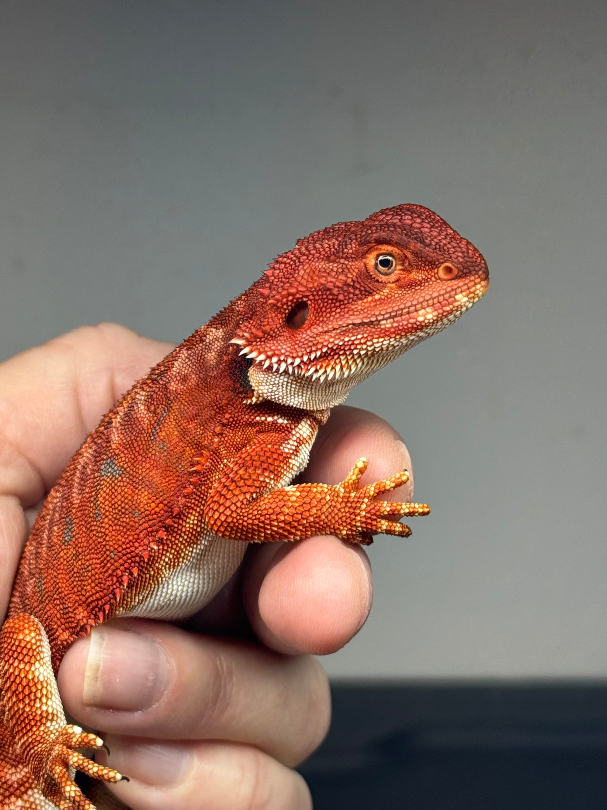 RM660, female, leatherback, 100% Red Monster, het hypo – Andrew's