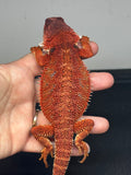 RM667, male, 100% red monster, het hypo