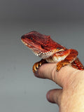 RM667, male, 100% red monster, het hypo