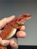 RM667, male, 100% red monster, het hypo