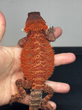 RM668, male, 100% Red Monster, het hypo
