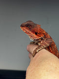RM668, male, 100% Red Monster, het hypo