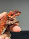 RM668, male, 100% Red Monster, het hypo